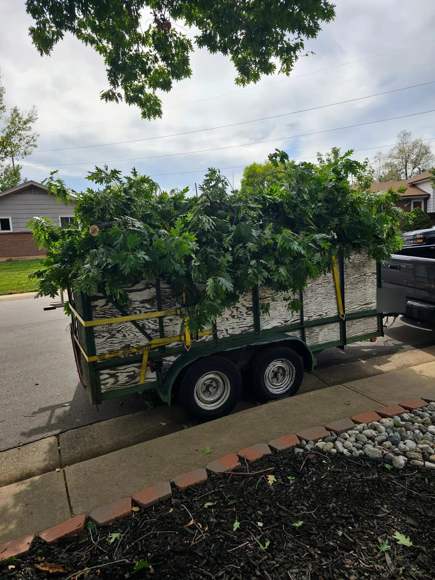 Trailer piled high with trimmed tree branches